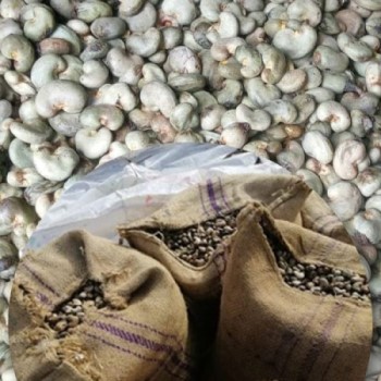 Raw Cashew Nuts with Cargo Desiccant Bag