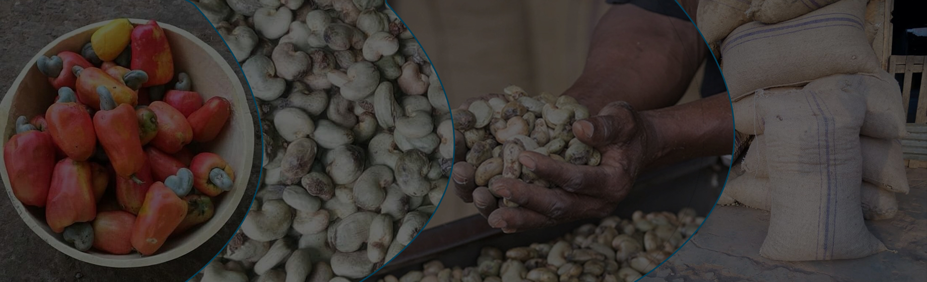 CASHEW NUT EXPORT TO INDIA